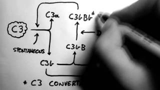 Complement 2  Alternative Pathway [upl. by Nahguav571]