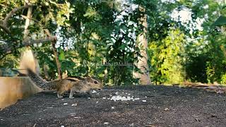 Small Squirrels  Eating Food 🐿️ 20241017 [upl. by Airam]