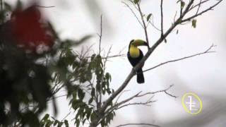 Belizean Toucans [upl. by Rehpotsirk]