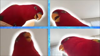 RedBirds videocall meeting [upl. by Aynik891]