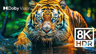 WILD WORLD DOLBY VISION™  EXTREME COLORS 8K HDR [upl. by Katharina]