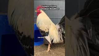 Gamefowl Bloodlines Grey [upl. by Hax488]