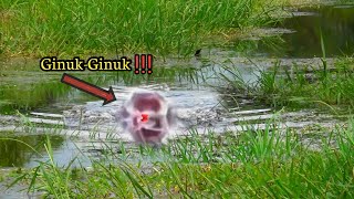 GILA  CASTING IKAN GABUS KETIKA AIR NAIK SAMBARAN GABUS BEGITU MELIMPAH AS196 [upl. by Clein208]