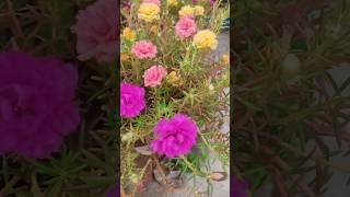 Moss Rose 🌹ytshorts flower gardening grihshobha [upl. by Netsrejk]