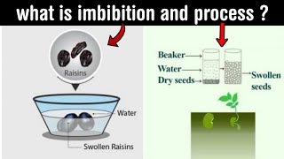 imbibition  role of imbibition in plant life  process of imbibition  in Hindi [upl. by Nimajneb]