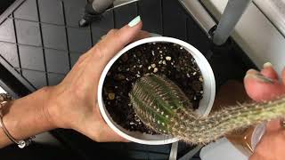 How to Fix an Etiolated Cactus with Plant Surgery [upl. by Anirrok]