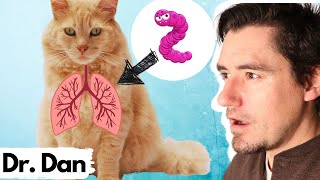 LUNG Worms in the Cat Dr Dan explains the Cat Lung Worm [upl. by Ahselak]