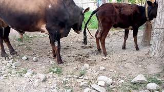 My new Bull and cow  Village Animals [upl. by Rehpotsirhk987]