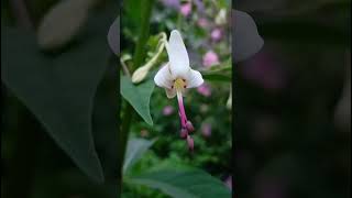 Clerodendrum serratum verbenacea familynature forestflowertrending flowers forestgardenflora [upl. by Nodnol532]