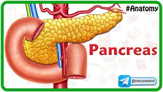 Anatomy Of The Pancreas Animation Relations Neurovascular supply Venous and Lymphatic drainage [upl. by Dirraj]