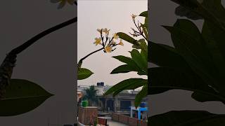 Dormancy मैं गुलाचीन gardening sight sorts chetnavlog viarlvideo nature [upl. by Trilbie689]