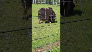 Musk ox research station wildlife animals animal animallover biggame muskox ox big youtube [upl. by Regni52]