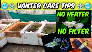 How To Care Fishes In Winter Season 🥶🥶 Outdoor setup me Winter fish ko kaise care kare 🤔🤔 [upl. by Solon498]