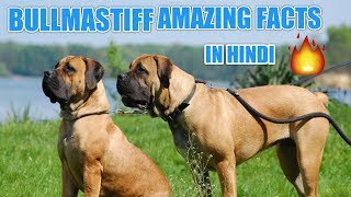 Bullmastiff dog facts  in Hindi  Bullmastiff facts  popular facts [upl. by Ortrude]