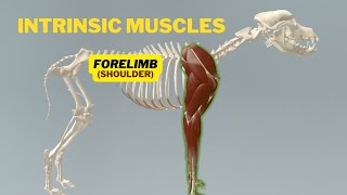 Intrinsic Muscles of Shoulder  Veterinary Anatomy  Dog Forelimb Myology [upl. by Milson399]