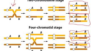 Mapping Eukaryote Chromosomes by Recombination Chapter 4 [upl. by Rina]