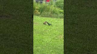 brave fledgling crow vs uninterested groundhog [upl. by Dyann]