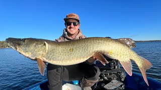 INSANE BOATSIDE MUSKY EAT MINNESOTA Madness musky minnesota fyp sunset lifestyle trending [upl. by Velma]