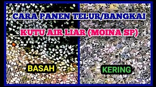 CARA PANEN TELUR KUTU AIR LIAR MOINA SP [upl. by Cornela307]