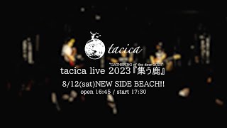 tacica 『アロン』 Live Video [upl. by Pacian393]