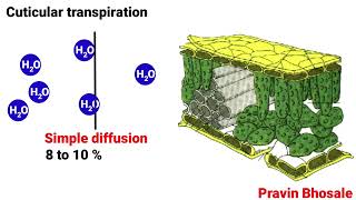 Transpiration  Types of Transpiration  Stomatal Lenticular and Cuticular Transpiration [upl. by Odetta]