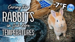 Outdoor Rabbit Hutches amp Freezing Temperatures  Homestead Meat Rabbits ❄️🐇 [upl. by Fenner]