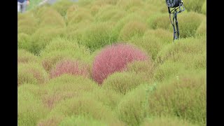 色づくコキア・ひたち海浜公園  Kochia changing color Hitachi Seaside Park [upl. by Iarahs]