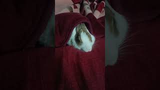 Rabbit sleeping in Blanket 🥶🥶Rabbityoyopayalmusiccute [upl. by Yelraf893]