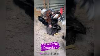 roosterhenanimalstrendingyoutubeshorts [upl. by Alledi]