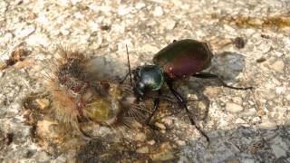 Der grosse Puppenräuber Calosoma sycophanta beim fressen  Calosoma feeding [upl. by Hillary337]