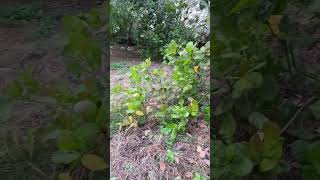 nature cashew farming ytshort youtubeshorts 🌱☘️ [upl. by Lledo]