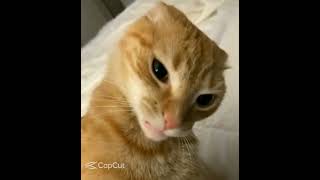 Eyebrow Raisememe cat short [upl. by Renita]