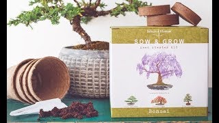 Natures Blossom Bonsai Garden Seed Starter Kit Review [upl. by Jaqitsch]