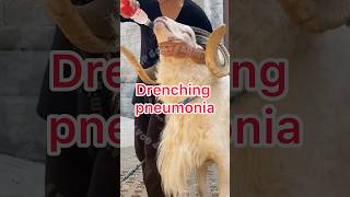 Drenching pneumonia se bachne ka jugad rooftop goat farming earn pets vet animals facts [upl. by Neenwahs]