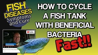 How to Cycle a New Aquarium  Tank with Beneficial Bacteria [upl. by Gustafsson]