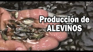 PRODUCCION DE ALEVINOS PISCICULTURA [upl. by Rosalyn]