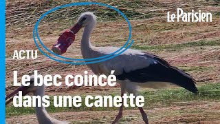 « Elle risque de mourir »  une cigogne vit depuis 7 jours le bec coincé dans une canette de Coca [upl. by Assanav]