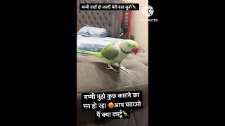 Mummy kahan Ho Pahle Meri Baat Suno 🦜parrot funny comedy viralshorts youtubeshorts shorts [upl. by Sadinoel]