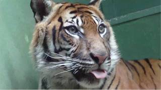 Tiger feeding time at the Prague Zoo  プラハ動物園でスマトラトラの餌の時間 [upl. by Ecirbaf53]