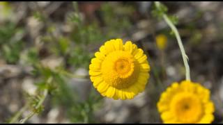 Ci vuole un fiore  Rock [upl. by Aylad]