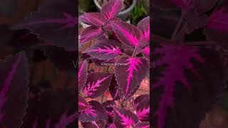 Coleus plant  കണ്ണാടിച്ചെടി  coleusplant coleus homeplanting homegardening shortsvideo [upl. by Elleoj843]