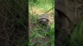 Schildkröten und Kröten  Unterschied 🐸 Tiervideo 🐢 tiere shorts [upl. by Kim]