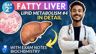 fatty liver biochemistry  causes of fatty liver biochemistry  lipid metabolism biochemistry [upl. by Rialcnis]