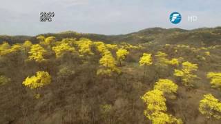 Florecimiento de lapachos amarillos un atractivo en Ecuador [upl. by Hollis]