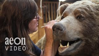 Inside the World Taxidermy Championships  Taxidermists [upl. by Lleraj536]