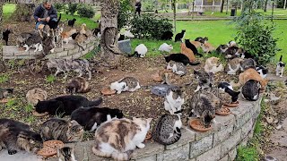 All you need is love a cat and Istanbul Stray cats are my biggest cause Adorable Paws [upl. by Larry]