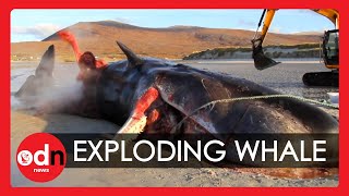 GRAPHIC Sperm Whale Explodes During Postmortem Examination [upl. by Bigford]