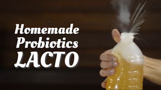 How to make Probiotics LACTO [upl. by Scarlett]