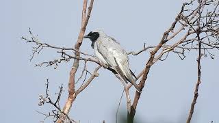 Blackfaced Cuckooshrike Hervey Bay Qld [upl. by Lamak315]