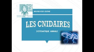 Cnidaires [upl. by Perseus598]